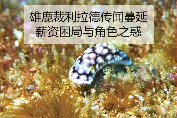 雄鹿裁利拉德传闻蔓延 薪资困局与角色之惑